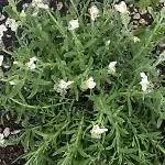 Vakantiehuis Le Mont Desclos Saint Michel *