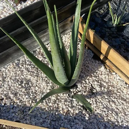 Le Mont Desclos Saint Michel * Beauvoir (Manche)